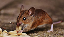 24 Hour & Emergency Exterminators in South Apalachin, NY